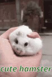 Скачать стоковые фото hamster hamsters. Cute Hamster Gifs Tenor