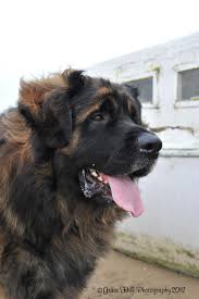 If the answer to either of these questions is yes, then be sure to familiarize yourself with while you are visiting, be sure to take a look at the listings of dogs in the area that are available for sale. Leonberger Puppies For Sale In Ohio Bmo Show