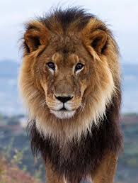 Pin By Nick Goodey On Cats Lions Male Lion Animals Beautiful