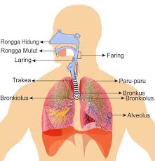 Pergerakan otot tersebut memungkinkan udara dapat masuk ke dalam atau ke luar tubuh. Sistem Pernapasan Manusia Biology Quiz Quizizz