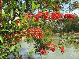 142 Me Gusta 4 Comentarios Valls Garden Vallsgarden En Instagram 22 De Noviembre Dia De La Flor Nacional Arboles En Flor Bellezas Exoticas Argentina