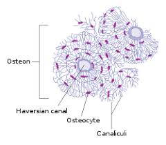 Draw a cross section of compact bone (microscopic view). Osteocyte Wikipedia