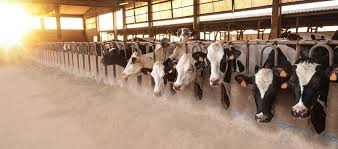 It can be made if it is soured first, churned, and a clarifying agent is then added. What S The Deal With Dairy Kosher Spirit