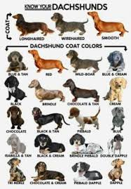 Coat Color Doggies Com Dog Blog