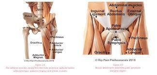 (you can visit the 'soft tissue related' tab to view these muscles) the pain of apophysitis is related to an inflammation of the bony growth centres where these muscles attach. Hip Pain Explained Including Structures Anatomy Of The Hip And Pelvis