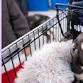 Petco Adoption Event     — RAIN- Rescue Animals ... event in Fort Myers, FL