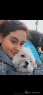 Chi shi dog Mixed Breed puppies for sale