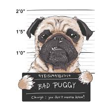 Bad Puggy Angry Dog Pugs Funny Pugs