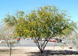 Plant Search Plants Desert Landscaping Street Trees