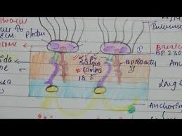 Schematic presentation of the glomerular basement membrane structure. Basement Membrane Zone Adnexal Structure Eccrine Youtube