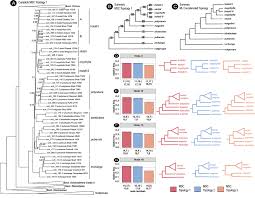 Image result for Ochna stolzii