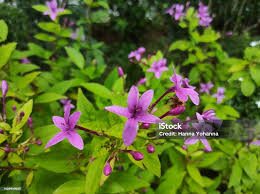 Image result for Eranthemum laxiflorum