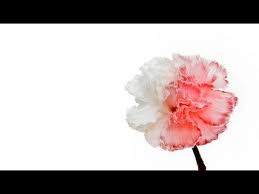 Flower Changes Color Split In Half Also Can Do Just One Color Per Flower Carnations And Tuli Science Experiments Kids Plant Science Science Experiments