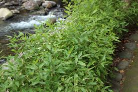 Image result for Shibataea kumasasa