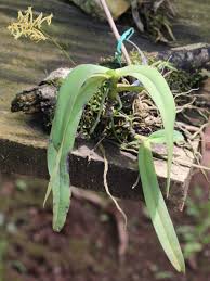 Image result for Angraecopsis parviflora