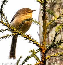 Image result for Helinus spartioides