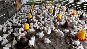 Industri ternakan ayam / itik di malaysia merupakan industri yang paling utama didalam sektor ternakan. Potret Sukses Peternak Ayam Yang Kini Jadi Jutawan