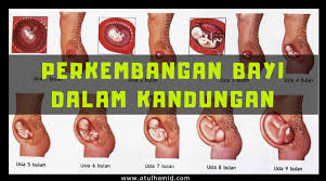 Video proses perkembangan bayi dalam kandungan seorang ibu selama hampir 40 minggu. Perkembangan Bayi Dalam Kandungan Atul Hamid