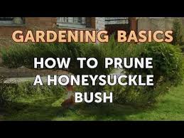 Check spelling or type a new query. How To Prune A Honeysuckle Bush Youtube