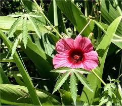Image result for Hibiscus cannabinus