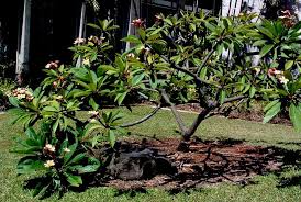 Plumeria Balinese Garden Plumeria Tree Plumeria