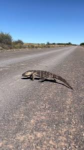 Image result for Warneckea walikalensis