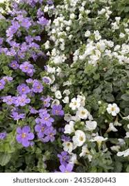 Image result for Sutera debilis