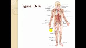 Chapter 13 The Cardiovascular System Blood Vessels Circulation Part 2 Youtube
