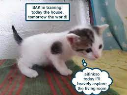 Brave Asplorer Kitteh In Training Funny Cat Memes Cute Baby Cats Silly Cats Pictures