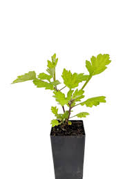 Married, i'd like to get lots of children. Mugwort Plant Artemisia Vulgaris Herb Cottage