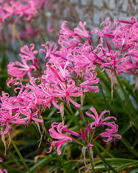 Image result for Nerine