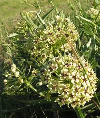Image result for Asclepias longirostra
