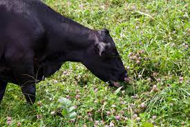 To break the surface of the skin by rubbing against something rough: When Cover Crops Are Grazed Sare