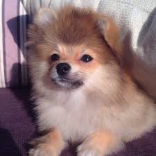 Bomdia Hellogoodmorning Boo Boo Awesome Dog Boo The Most Beautiful Dog Boo In The World Boo The Boo The Dog Maremma Dog Dog Beach