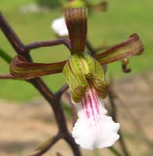 Image result for Eulophia eylesii