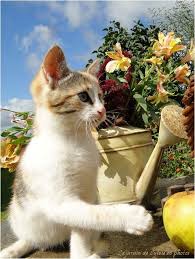 Le Jardin De Sylvie En Photos Chats Belles Photos De Fleurs Jardins Belle Photo