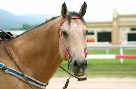 Quarter Horse Racing