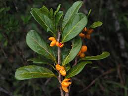 Image result for Casearia battiscombei