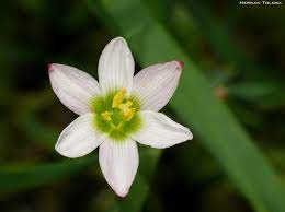 Flora Bonaerense Azucena Del Rio Zephyranthes Candida