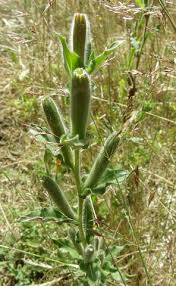Image result for Oenothera indecora