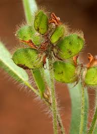 Image result for Eriosema shirense