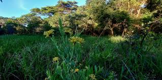 Image result for Gnidia involucrata