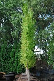 Tons of flowery, fruity and leafy trees can add beauty to any landscape, no matter the size. 84 Columnar Trees For Landscapes Ideas In 2021 Columnar Trees Trees And Shrubs Shrubs