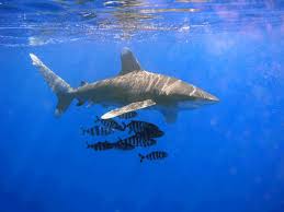 'companies know how essential these tests are to customers, so however, with pcr testing, results can take 48 hours, so it would involve going to the airport, then going home, then going back. How Do Sharks Make Blood Questions Naked Scientists