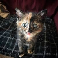 The staff and volunteers are great. Kc Pet Project Petco Pet Adoption Center Overland Park Ks