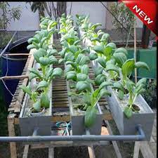 Desain rumah minimalis contoh denah rumah minimalis type 36. Desain Kebun Sayur Minimalis For Android Apk Download