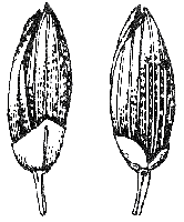 Image result for Panicum gilvum