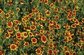 Maybe you would like to learn more about one of these? These Are Texas Most Beautiful Spring Flowers You Can Visit Right Now