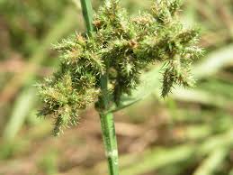 Image result for Fuirena stricta