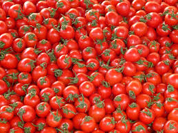 Semanatul direct in camp se poate face pe un teren bine maruntit si nivelat; Cultivarea Rosiilor In Mod Organic 11 Sfaturi Practice
